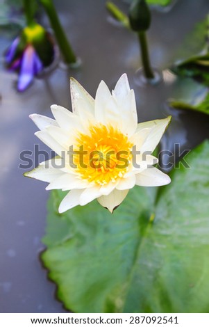 white lotus blossom top view