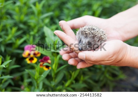 little hedgehog in human hands against the backdrop of greenery.