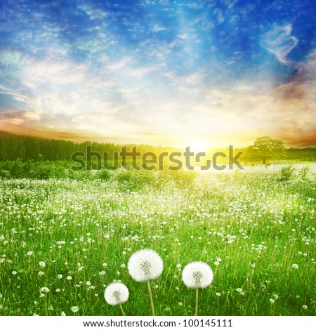 Dandelion field and bright colorful sunset.