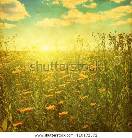 Grunge image of daisy field at sunset.