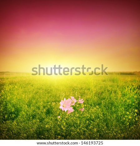 Pink wildflower in green field at sunset.