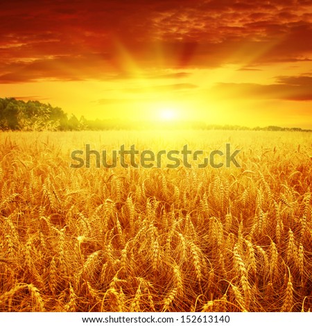 Beautiful Sunset Over Wheat Field.