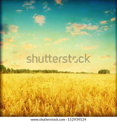 Ripe wheat field at sunset in grunge and retro style.