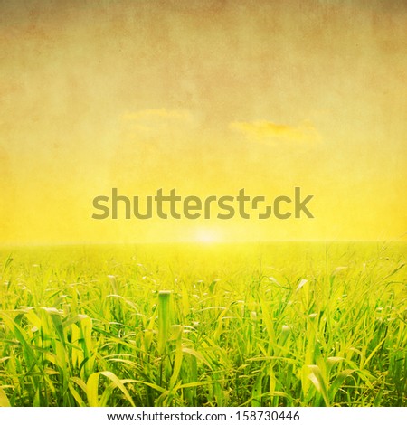 Green grass field at sunset in grunge and retro style.