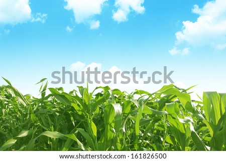 Green corn field over blue sky.