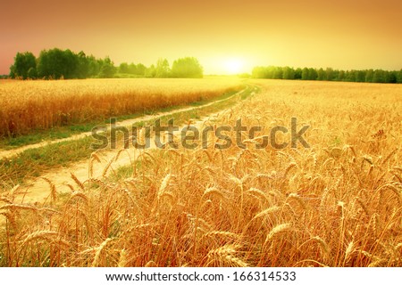 Wheat field and sunset.