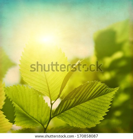 Grunge Image Of Green Foliage At Sunset.