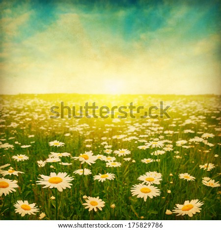 Daisy Field At Sunset In Grunge And Retro Style.