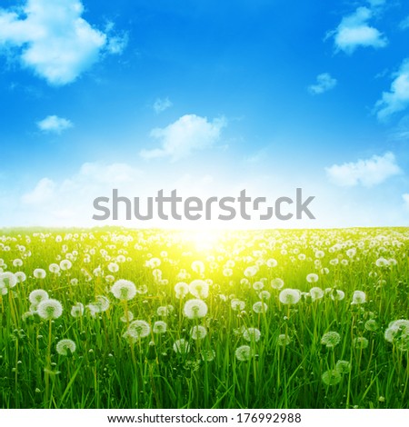 Summer landscape with dandelion field,blue sky and sun.