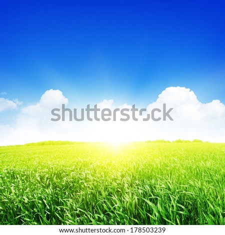 Summer landscape with field of grass,blue sky and sun.