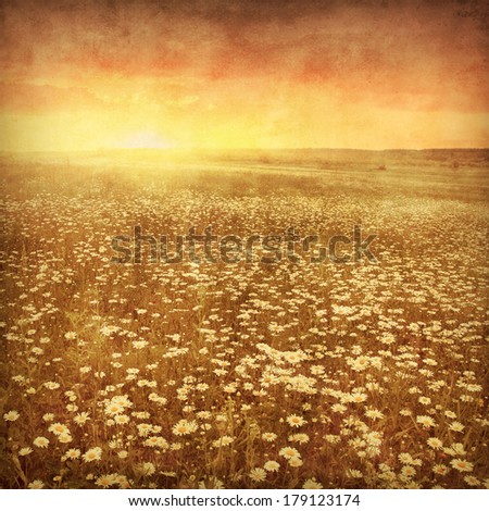 Daisy field at sunset in grunge and retro style.