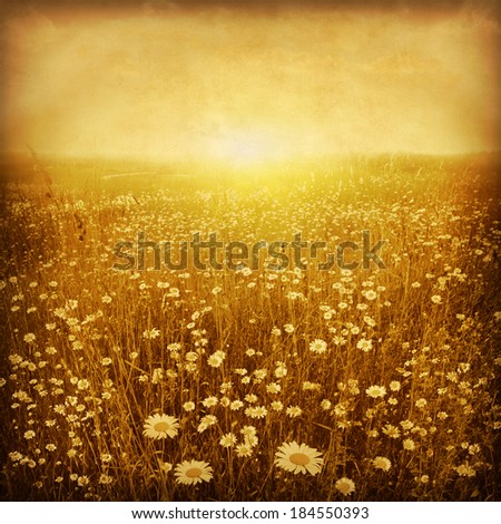 Daisy field at sunset in grunge and retro style.