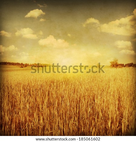 Wheat field at sunset sunset in grunge and retro  style.