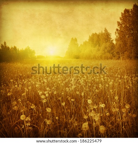 Dandelion field at sunset in grunge and retro style.