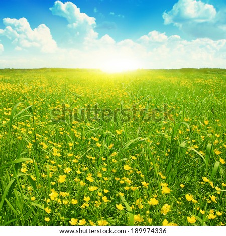 Field of spring flowers,blue sky with clouds and sun.