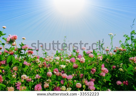 Sun and flower field.