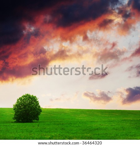 Single tree and green field at sunset.