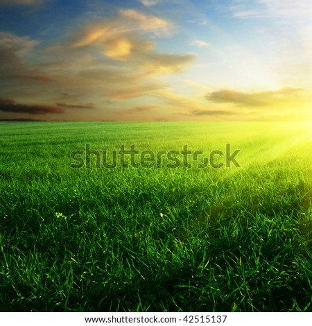 Green field at sunset.