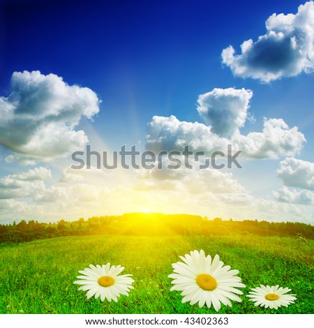 Sun,green field and daisies.