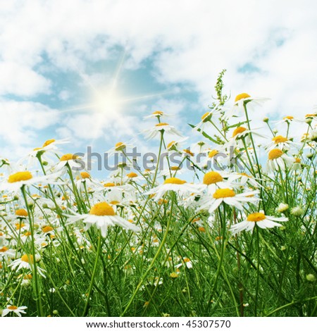 Field+of+daisies+pictures