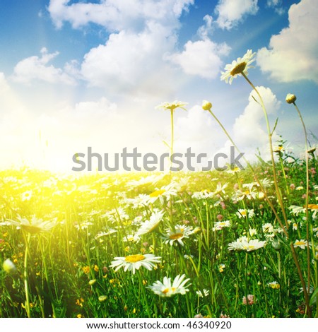 Flower field ,blue sky and sun.