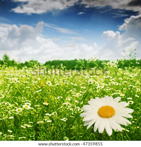 Field+of+daisies+pictures