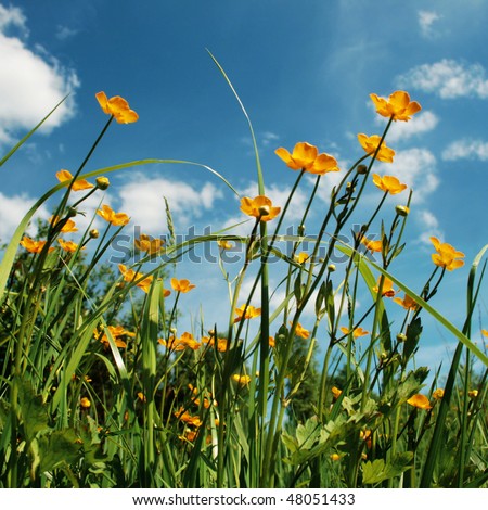 Field of spring flowers and blue sky.