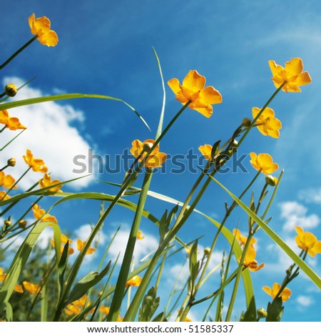 Field of spring flowers and blue sky.