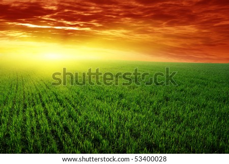 Green field at sunset.