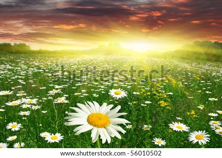 Field+of+daisies+pictures