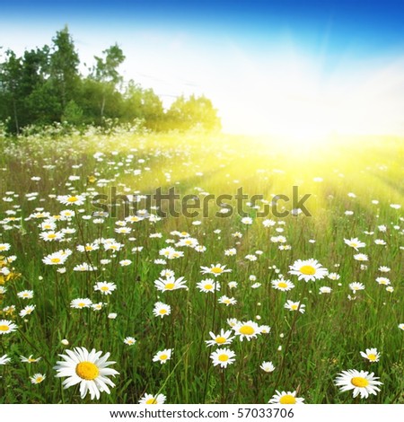 Field+of+daisies+pictures