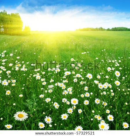Field of daisies,blue sky and sun.