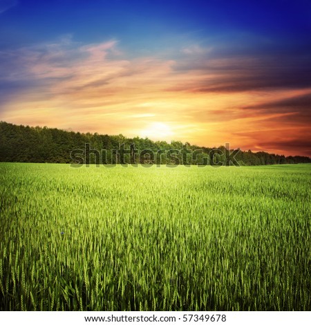 Huge Wheat Field