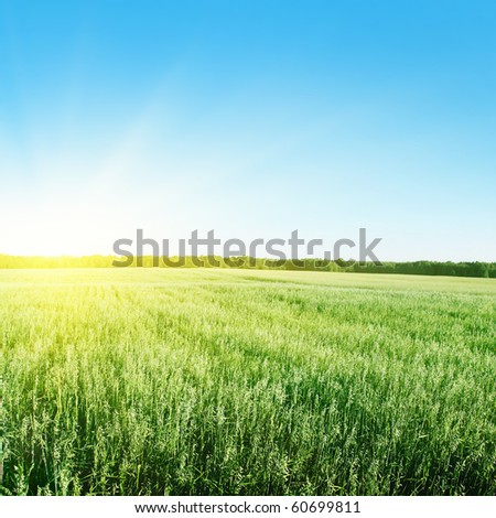 Blue sky,sun and green wheat field.
