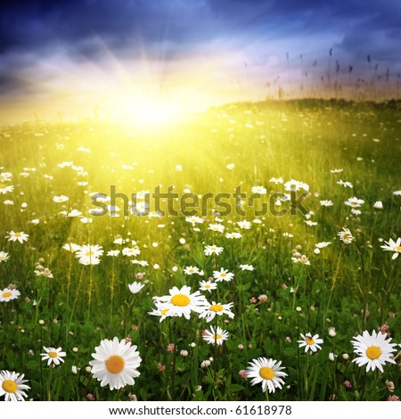 Field with daisies at sunset.