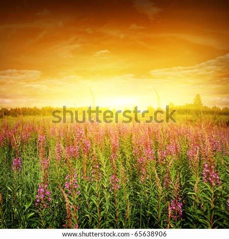Bright sunset and flower field.