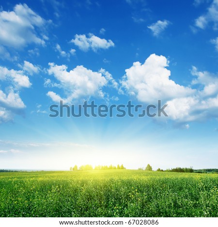 Summer landscape with rapeseed field,blue sky and sun.