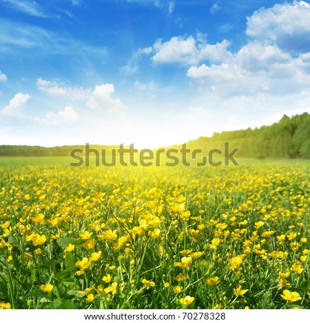 Field of spring flowers,blue sky and sun.