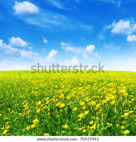 Spring flower field and blue sky.