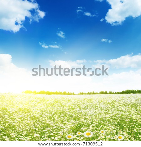 Daisy field,blue sky and sunlight.