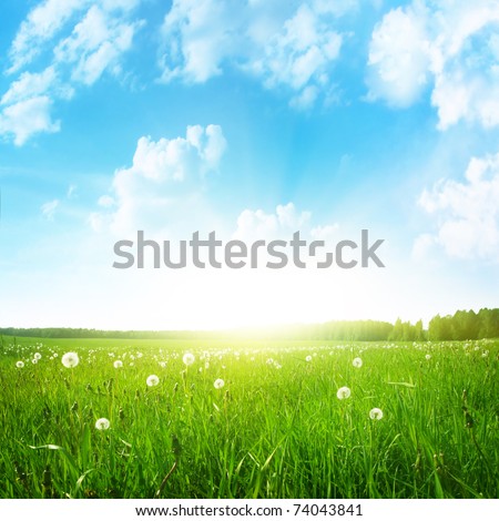 Dandelion field,blue sky and sun.