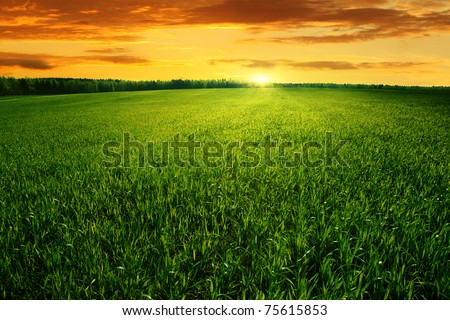 Field of green grass and bright sunset.