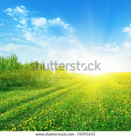 Dandelion field with road and sunlight.