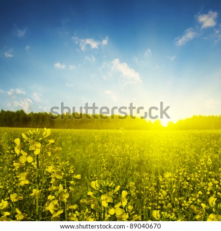 Bright sunset over rapeseed field.