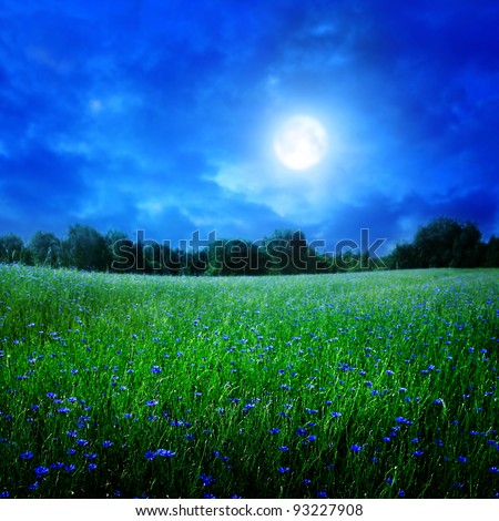 Cornflower field under moon light.