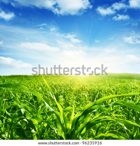 Green corn field,blue sky and sun on summer day.