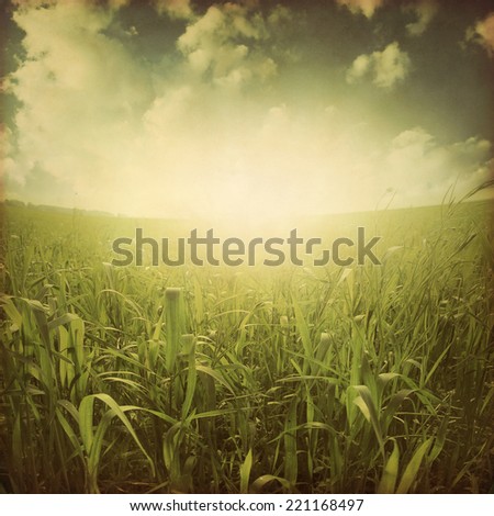 Green grass field at sunset in grunge and retro style.