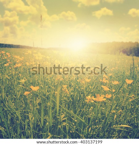 Field of spring flowers at sunset in vintage style.