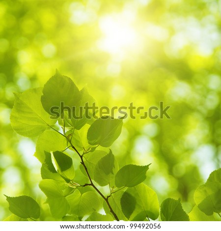 Bright sun in spring forest.