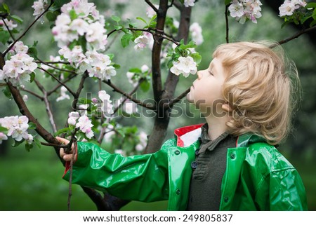 Child in raincoat noses how white blossom apple trees smell